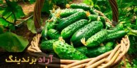 خرید آنلاین خیار درختی خاردار محلی از کشاورزان  نمونه کشور