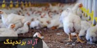خرید فروش دان مرغ تخمگذار قم