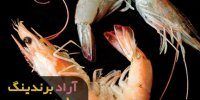 قیمت شاه میگو ببری بندرعباس