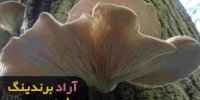 میزان فروش قارچ صدفی خشک در اصفهان