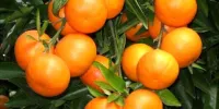 این میوه محرک گوارش و ضد یبوست است
