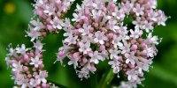 گیاهی مفید برای سلامت‌ بدن و آرامش‌ اعصاب