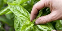 خاصیت شگفت انگیز این سبزی در کنترل دیابت نوع ۲