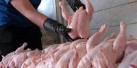 مرغ‌های مازاد بازار سر از کجا در می آورند؟