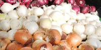 پیاز ارزان شد