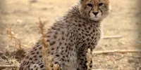 پیروز به بیمارستان منتقل شد
