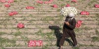 رکورد زنی رشد قیمت پیاز در بهمن ماه