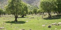 کاشت ۱۰۰ هزار درخت برای مقابله با اثرات تغییرات اقلیمی‌