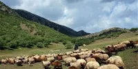 کوچ زودرس بهاره عشایر به اصفهان خسارت زا است