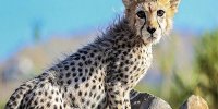 دیالیز پیروز شروع شد