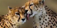 بارداری ایران قطعیت ندارد/خطر سونوگرافی برای مادر پیروز