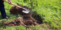 کاشت ۲۰ میلیون اصله درخت در اصفهان گامی برای کربن صفر است