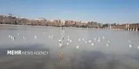 شمار پرندگان مهاجر در زاینده‌رود به کمتر از ۱۰۰۰ قطعه رسید