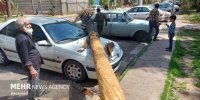 سقوط و قطع ۵۰۰ اصله درخت کهنسال در کلانشهر اصفهان