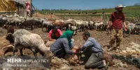 عدم تاثیر خشکسالی‌ها بر تولید میزان گوشت قرمز از سوی عشایر