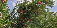 آخرین مهلت ثبت نام محصولات باغی و جالیزی برای اخذ کدشناسه در سماک