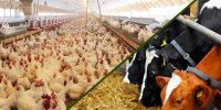 ارز موردنیاز نهاده های دام تخصیص نیافت/بازی دربازار کالاهای اساسی