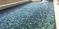 تولید ۲۰ میلیون قطعه بچه ماهی سفید به روش تکثیر طبیعی در گیلان