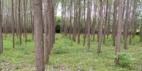 شاخص قیمت تولیدکننده زراعت، باغداری و دامداری سنتی در پاییز۱۴۰۱