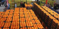 سهمیه میوه تنظیم بازار شب عید خراسان رضوی ۸۰۰ تن است
