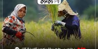 وعده های پارسال سراب شد/ برنج همچنان آواره انبارها است