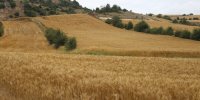 ۱.۳ میلیون هکتار از گندم‌زارهای کشور زیر کشت قراردادی