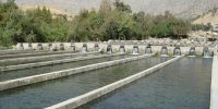 مجتمع پرورش ماهیان خاویاری در بخش سوسن ایذه احداث می‌شود