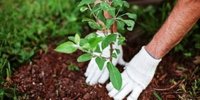 جزئیات طرح کاشت یک میلیارد درخت اعلام شد