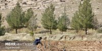 کاشت ۲۵ میلیون نهال طی یکماه گذشته