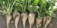 اصلاح و افزایش قیمت چغندرقند متناسب با سیر صعودی هزینه‌های تولید