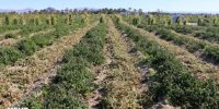 هشدار جهاد کشاورزی آذربایجان شرقی نسبت به سرمازدگی محصولات