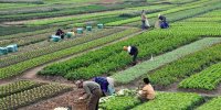 امنیت پایدار غذایی در گرو اصلاح الگوی کشت و کشت قراردادی