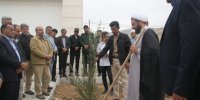 درختکاری ضرورتی حیاتی/ فرهنگ ارزشمندی که باید احیا شود