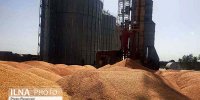 اعلام نرخ گندم از سوی دولت وجاهت قانونی ندارد
