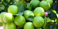 خواص لیمو برای درمان بیماری!