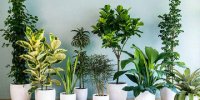 بهترین گیاه برای کاهش اضطراب
