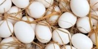 نحوه نگهداری تخم مرغ در  یخچال