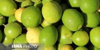 بار لیموترش تریاک از آب درآمد!