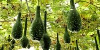 یک نوشیدنی ساده برای کاهش کلسترول و خطر ابتلا به بیماری‌های قلبی