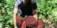 بدبوترین، زشت‌ترین و بزرگترین گل جهان را بشناسید