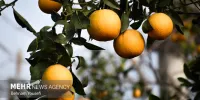صادرات پرتقال ایرانی به چین/ بازار داخل مختل نمی شود