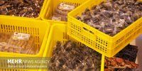 عرضه خرمای تنظیم بازاری از امروز/خرما کیلویی ۷۱ هزار و ۴۰۰ تومان