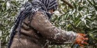 دمای هوای شاهرود به زیر صفر می‌رسد/ احتمال سرمازدگی باغات