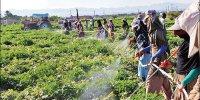 اهتمام در توزیع به موقع سموم کشاورزی
