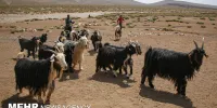 آمار دام سبک کشور ۲ درصد کاهش یافت
