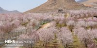 سرمازدگی به باغات استان سمنان ۸۱۴ میلیارد تومان خسارت وارد کرد