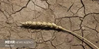 خشکسالی به ۱۱۷ هزار هکتار از اراضی زراعی آذربایجان شرقی خسارت زد