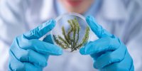 نانوحسگرهایی که به کمک گیاهان آمده اند