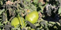 سرمازدگی به ۵ هزار هکتار از باغات سمیرم خسارت زد