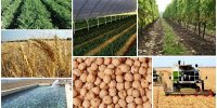 استان گیلان مجری کشاورزی دانش پایه